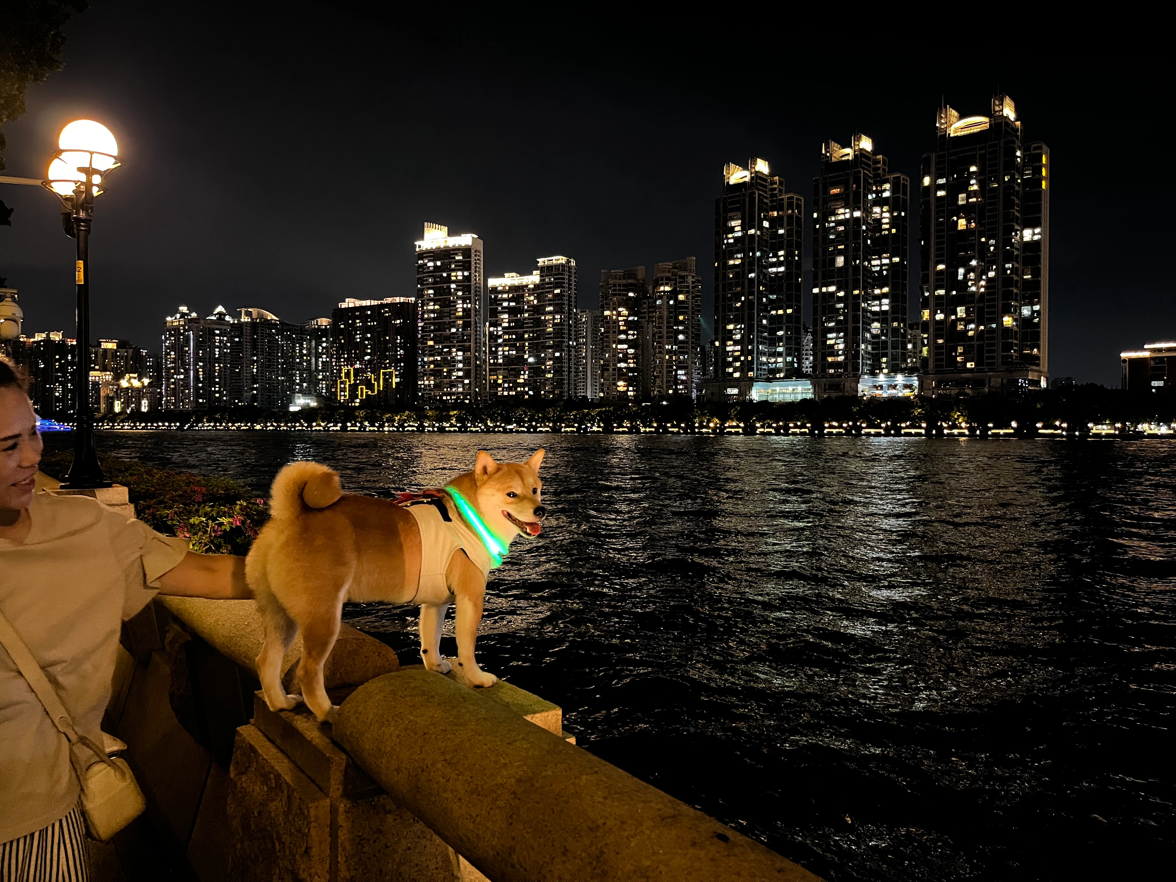 狗狗在江边